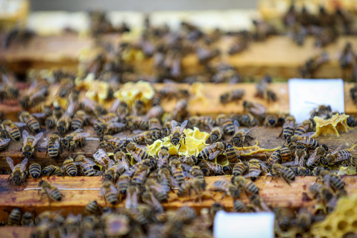 Bierne her har alle økostatus og har lige nu travlt med at samle honning fra Stråsø Naturnationalpark. Midt på sommeren kan der være op til 60.000 bier i en bistade – men kun én dronning
